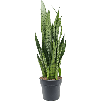 Растение горшечное Сансевиерия/Sansevieria zeylanica