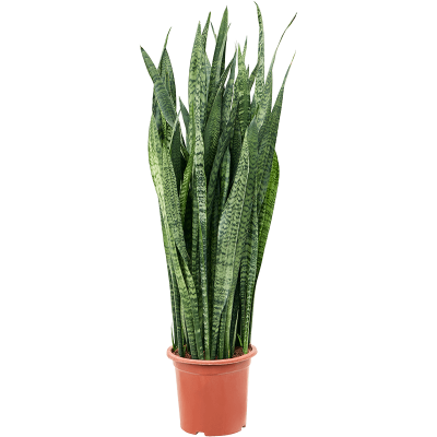 Растение горшечное Сансевиерия/Sansevieria zeylanica