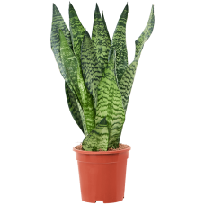 Sansevieria zeylanica