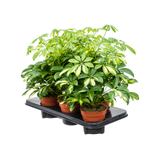 Schefflera arboricola 'Gerda' 6/tray