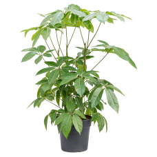 Schefflera actinophylla 'Amate'