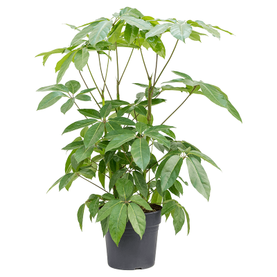 Растение горшечное Шеффлера/Schefflera actinophylla 'Amate'