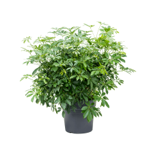 Schefflera arboricola