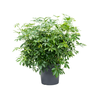 Растение горшечное Шефлера/Schefflera arboricola