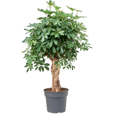 Schefflera arboricola 'Compacta'