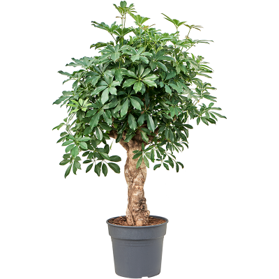 Растение горшечное Шеффлера/Schefflera arboricola 'Compacta'