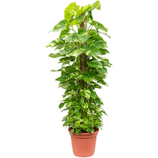 Scindapsus (Epipremnum) 'Aureum'