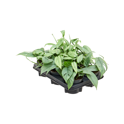 Растение горшечное Сциндапсус/Scindapsus (Epipremnum) Pinnatum 'Cebu Blue' 6/tray