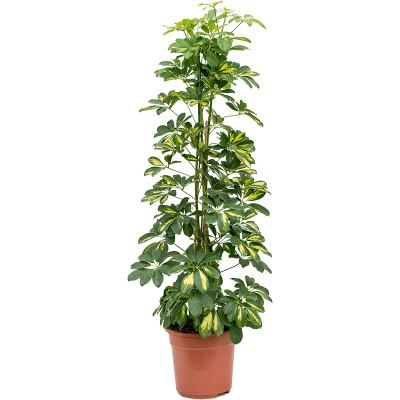 Растение горшечное Шефлера/Schefflera arboricola 'Gold Capella'