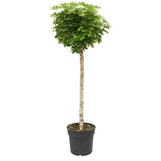 Schefflera arboricola 'Gold Capella'