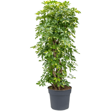 Schefflera arboricola 'Gold Capella'