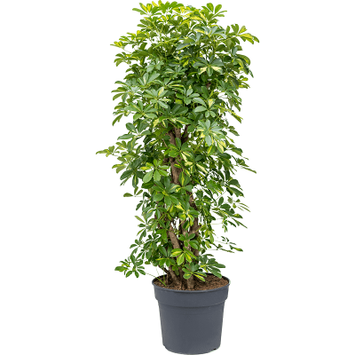 Растение горшечное Шефлера/Schefflera arboricola 'Gold Capella'