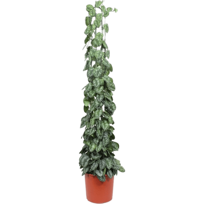 Растение горшечное Сциндапсус/Scindapsus pictus trebie