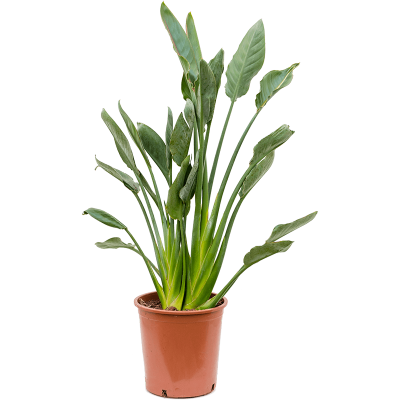 Растение горшечное Стрелиция/Strelitzia reginae
