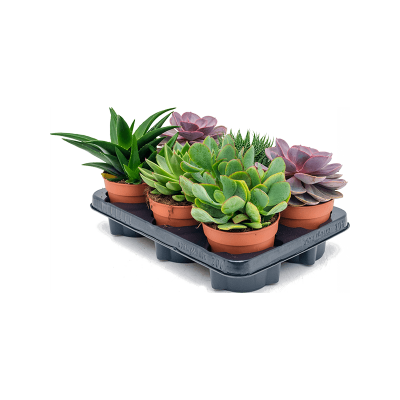 Растение горшечное Суккулент микс/Succulenten mix 6/tray