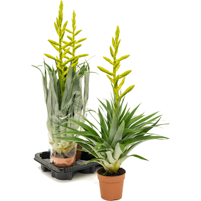 Растение горшечное Тилландсия/Tillandsia oerstediana 3/tray