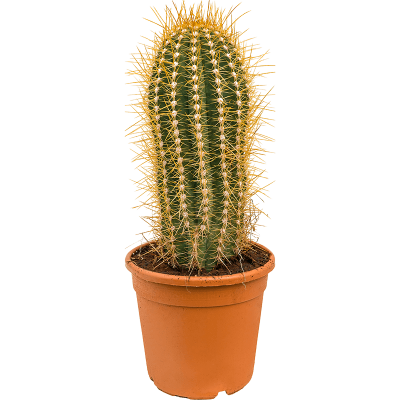 Растение горшечное Трихоцереус/Trichocereus pasacana