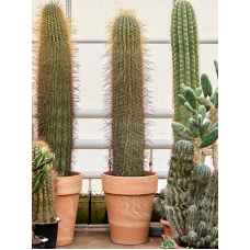 Trichocereus pasacana