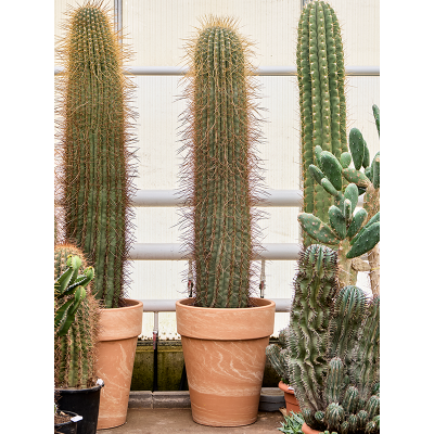 Растение горшечное Трихоцереус/Trichocereus pasacana