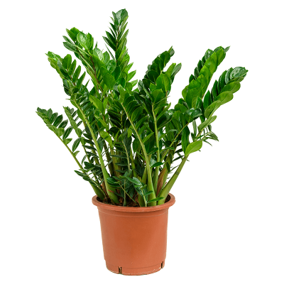 Растение горшечное Замиокулькас/Zamioculcas zamiifolia