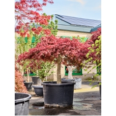 Acer pal. diss 'Crimson Queen'