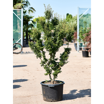 Растение горшечное Клён/Acer Palmatum 'Shishigashira' (120-150)