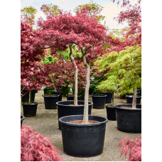 Acer pal. diss. 'Stella Rossa'