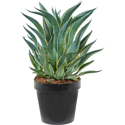 Растение горшечное Агава/Agave desmentiana