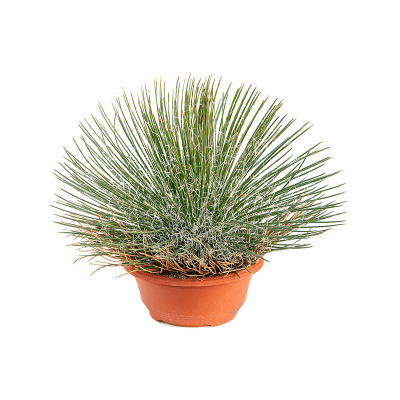 Растение горшечное Агава/Agave geminiflora