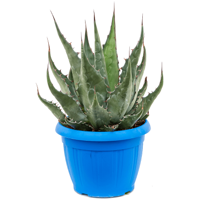 Растение горшечное Агава/Agave gentryi