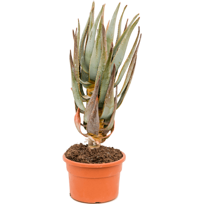 Растение горшечное Алоэ/Aloe dichotoma
