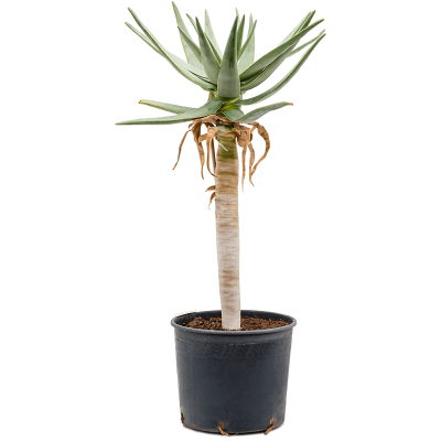 Растение горшечное Алоэ/Aloe dichotoma