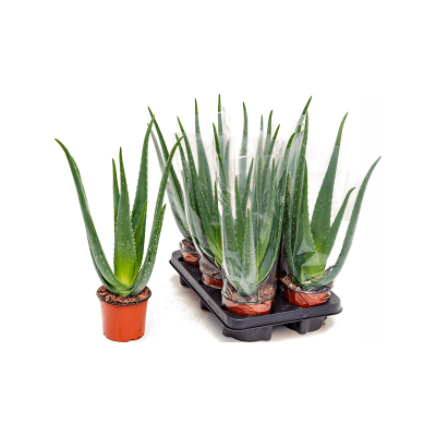 Растение горшечное Алоэ/Aloe vera barbadensis 6/tray