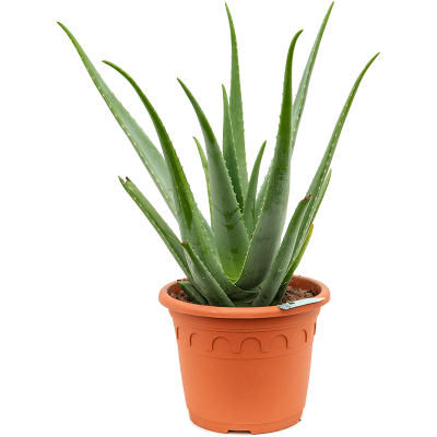 Растение горшечное Алоэ/Aloe vera barbadensis