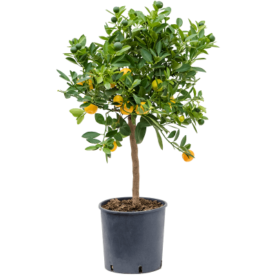 Растение горшечное Цитрофортунелла/Citrus (Citrofortunella) calamondin