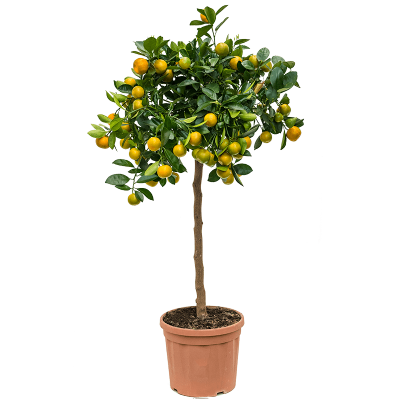 Растение горшечное Каламондин/Citrus (Citrofortunella) calamondin