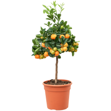Citrus (Citrofortunella) calamondin