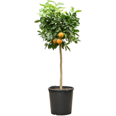 Citrus aurantium 'Corrugato'