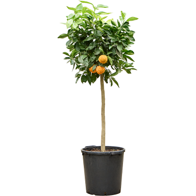 Растение горшечное Цитрофортунелла/Citrus aurantium 'Corrugato'