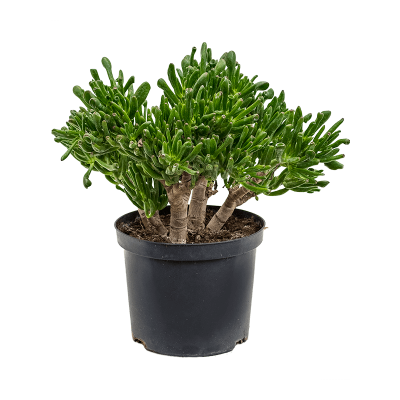 Растение горшечное Крассула/Crassula ovata 'Horntree'