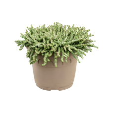 Crassula 'Marnieriana'