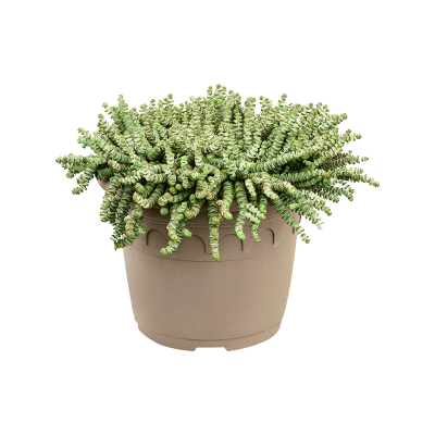 Растение горшечное Крассула/Crassula 'Marnieriana'