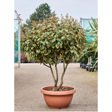 Elaeagnus ebbingei 'Viveleg'