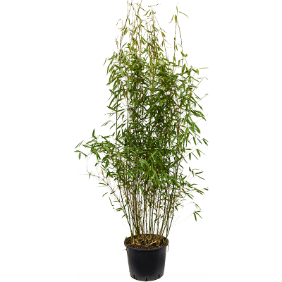 Растение горшечное Фаргезия/Fargesia murieliae 'Jumbo'