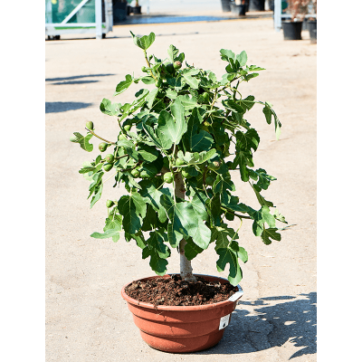 Растение горшечное Фикус/Ficus carica