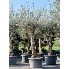 Olea europaea (200-250)