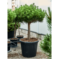 Pinus densiflora 'Alice Verkade'
