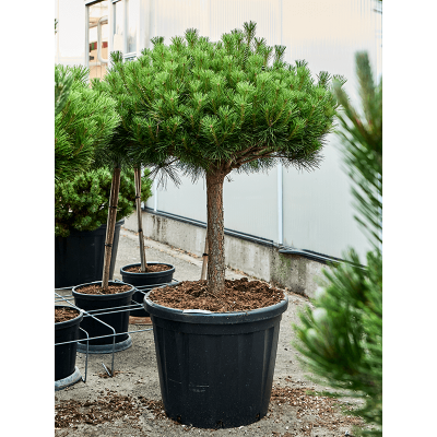 Растение горшечное Сосна/Pinus densiflora 'Alice Verkade'