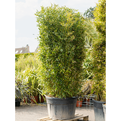 Растение горшечное Бамбук/Phyllostachys aurea