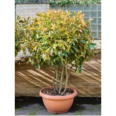 Photinia serratifolia 'Crunchy' (180-220)